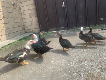 Satışda: muskoviy (indo) ördəklər dəstəsi - Rənglər: qara-yaşıl lalafo.az -da Satışda: muskoviy (indo) ördəklər dəstəsi - Rənglər: qara-yaşıl