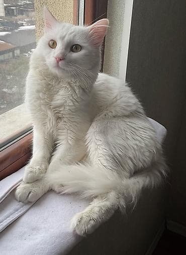 İtlər: Şotland, Erkək, Ünvandan götürmə — 1