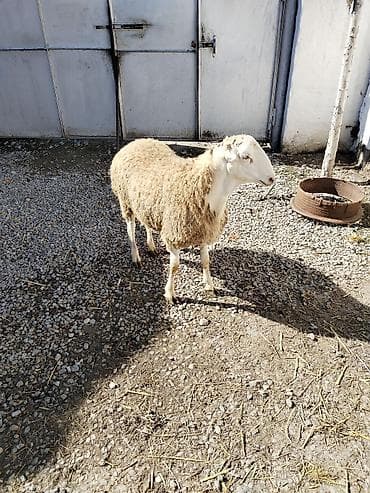 Другие животные: Təmiz qan tatalılar sortu toxumluq erkəy tam saqlam heyvandı — 7