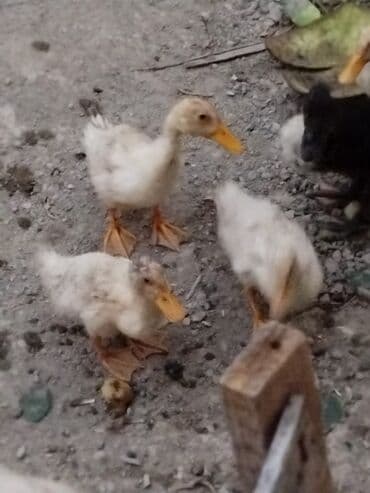 ördək yumurtası satışı: Satılır tecılı 5 az — 3
