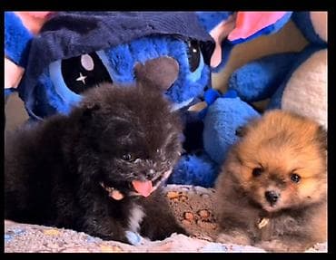 Pomeran bo (Spitz) balaları – çox tüklü, xırda ölçülü, oyuncaq tipli