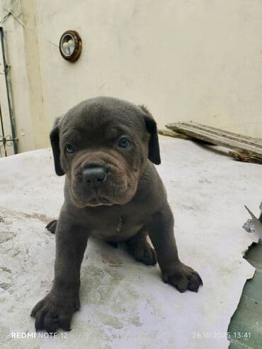 кане корсо цена: Kane-Korso — 26