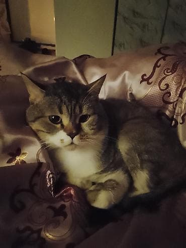 oglan pisik adları: Tabbi, Erkək, Yaxşı əllərə, Ünvandan götürmə — 2