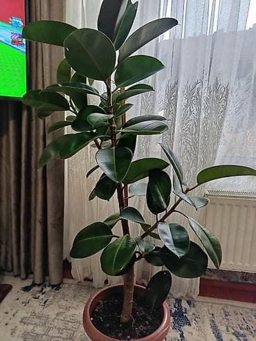 su slank: Fikus elastika (rezin ağacı) – dekorativ iri yarpaqlı otaq bitkisi - — 2