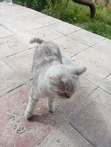 akula sekilleri: Dişi, Yaxşı əllərə, Ünvandan götürmə — 1