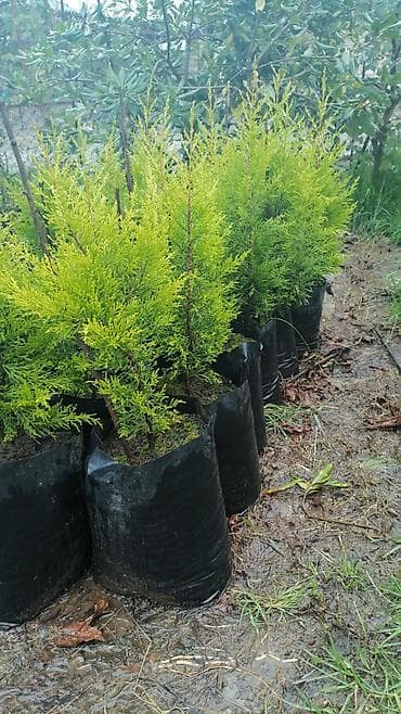 Thuja (qızıl rəngli leylandi/tuya) əkiləsi fidanlar - Növ