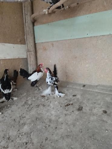 qaz qus: Toyuq, Damazlıq — 9