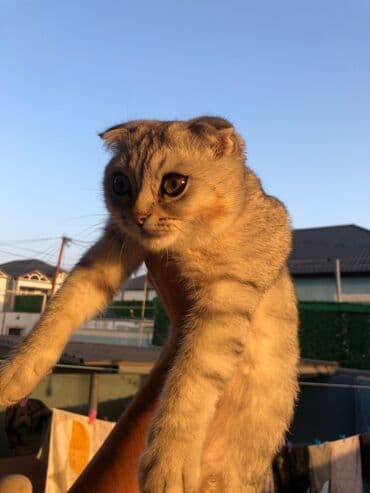 Pişiklər: Şotland yastı qulaq, Dişi — 1