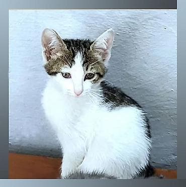 pisik itib: В самые добрые ручки. Котенок-мальчик возраст - 2,5 мес. Красивый — 2