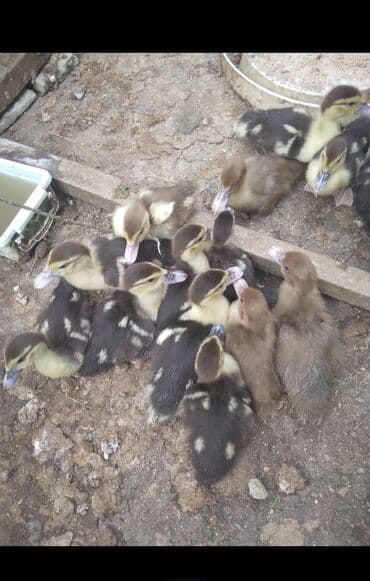 zumrud ordək: Məhsul: Musku ördək balaları Yaşı təxminən bir neçə həftəlikdi aktiv — 3