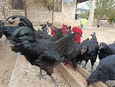 detoxic qurd dermani: Alman cinsi olan həm ətlik həmdə yumurtalıq astralop toyuqlarının — 10