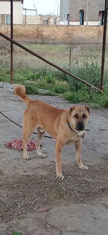 koker spaniel satilir: Qurdbasar, 2 il, Erkek, Peyvəndli, Rayonlara çatdırılma — 3