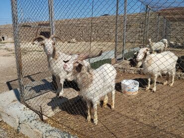 Собаки: Самка, лет: 1, Для разведения, Самовывоз — 4