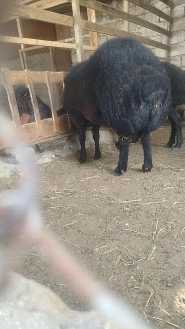 pekines bala: Qara rəngli yerli qoyun temiz qala cinsi erkey bir il 6 ayliqdi — 3