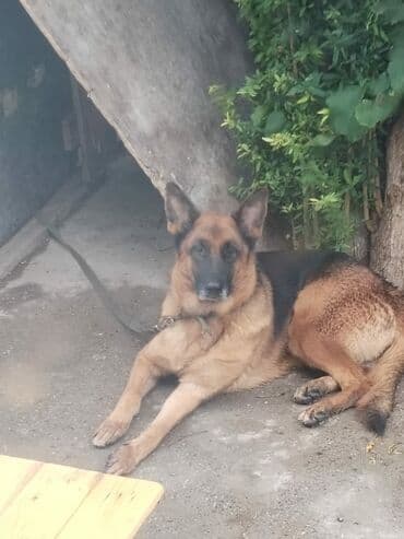 отдам собаку в хорошие руки: Немецкая овчарка, Самка, С прививками — 2