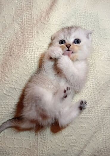 Şotland yastı qulaq, Erkək, Dişi, Yaxşı əllərə, Ünvandan götürmə, Pulsuz çatdırılma, Ödənişli çatdırılma lalafo.az -da Şotland yastı qulaq, Erkək, Dişi, Yaxşı əllərə, Ünvandan götürmə, Pulsuz çatdırılma, Ödənişli çatdırılma