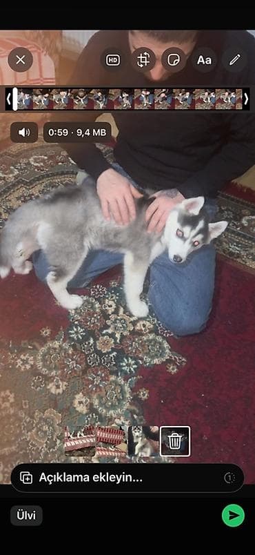 xaski it: Xaski, 3 ay, Dişi, Peyvəndli, Ünvandan götürmə — 2