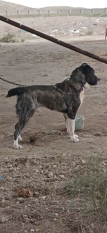 собака отдам в хорошие руки: Гурдбасар, 2 года, Самец, С прививками, Платная доставка — 6