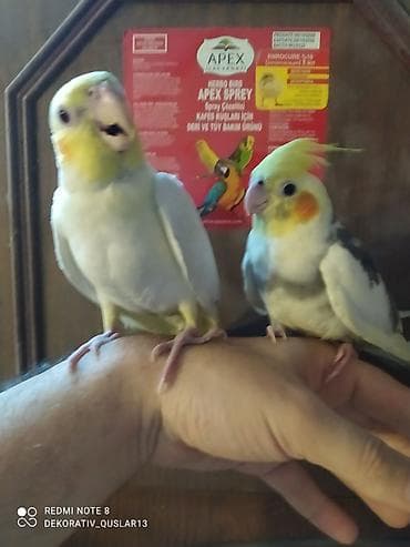 balaca danalar: Salam bayram endirimlərindən istifadə edə bilərsiniz — 9