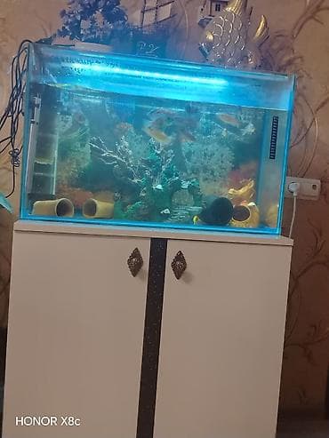 akvarium baliqlari haqqinda melumat: Akvaryum komplekti – şkaflı - Şüşə akvaryum: düzbucaqlı, təxminən — 3