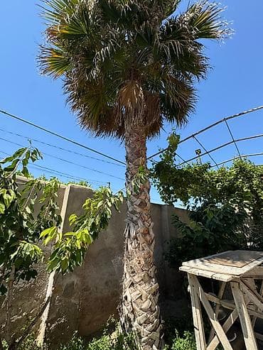 Məhsul: Həyətyanı sahə üçün dekorativ palma ağacı Təsvir: - Növ: Fan — 1