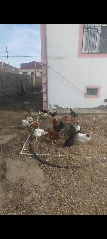 broyler cuce satisi: ‼️ Təcili Satılır. ‼️ Cəmi 15 ədədi 1 dene xoruz 14 denede fere 6 — 2