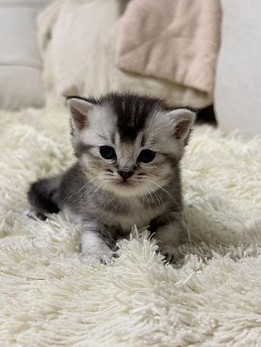 britain pişiyi: Britan, Erkək — 1