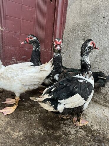 kayuqa ordek: Erkək, | Lal ördək, Ətlik, Ünvandan götürmə — 1