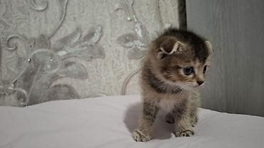 Heyvanlar üçün mallar: Britain Şotland Bala Pişikler Satılır! 5 denedir 1ay 10gunluy — 9