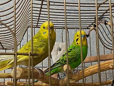 papuqay yemleri: İki Cüt Tutuquşu Satılıt Bir Cüt Ağ Bir cütdə Yaşıl və Aarı — 1