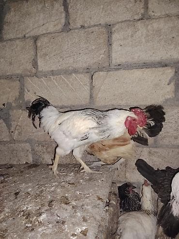 qus qefes: Yerli kənd xoruzlari 8 ədəddir 1il 3 aylıq xoruzlardir 1den çox alana — 2
