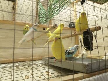 купить аквариум в баку: Topdan 10 manat qiymət sondu — 11