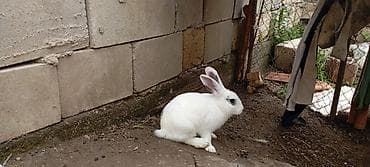 ev dosanlari: YAXŞI DİŞİ DOVSANAL BARTER EDİLİR BU ERKEK DİR //////Ağ rəngli — 4