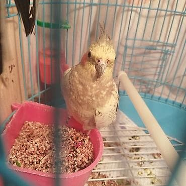 hindusqa: Hazir cüt bala vermeye hazirdilar dele öyrenib ciciquş, aşkım, BABACİK — 5