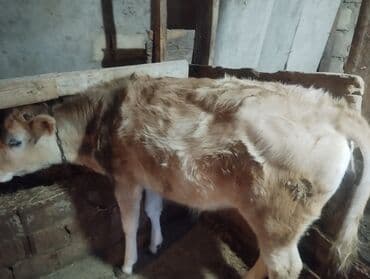 Kia: Danalar satilir tecili mallar Gilezide baki quba yolunun usdundedi tam — 2