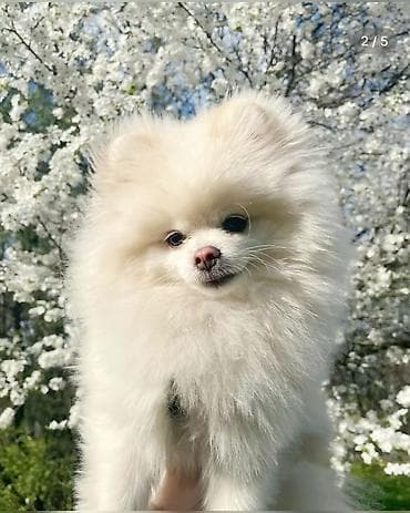 pomeranian şpitz: Şpitz — 1