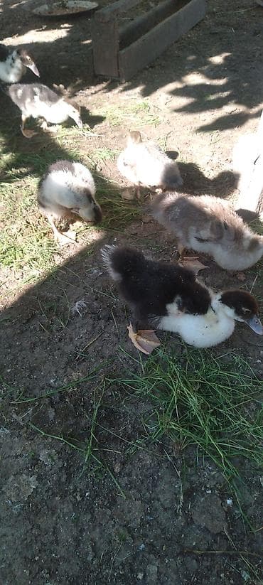 ovcarka balası: Amerkan vəKrasnadar sortudur 1 ayligdirlar. - Növ: Muscovy/hind — 1