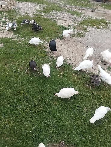 Yumurta: Mayali yumurtalardi 4 gunun yumurtalaridi sortdular.sekilleri var — 2