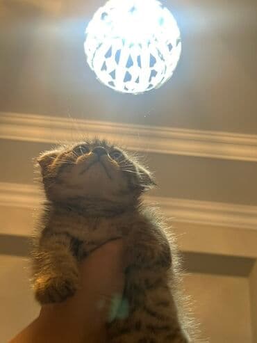 Şişila sortu qulaqi qitiq