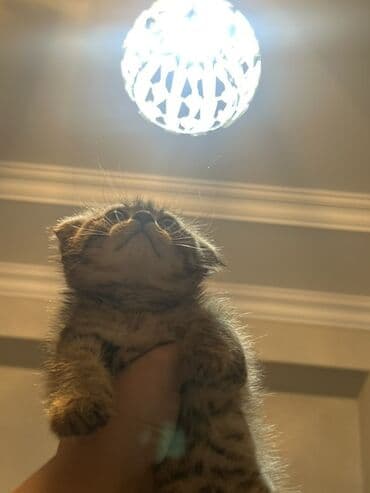 şəkidə satılan evlər 2021: Şişila sortu qulaqi qitiq — 1