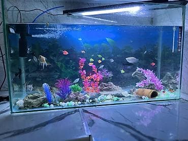 ev heyvanlari satisi: Salam. Tam dolu satıram uzunu 86 sm hündürü 50 sm eni 30 sm. 140 Lt su — 2
