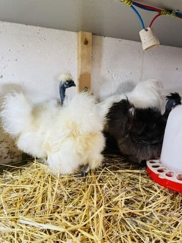 3 toyuq 3 gune 3 yumurta: Toyuq, Damazlıq, Ünvandan götürmə — 6