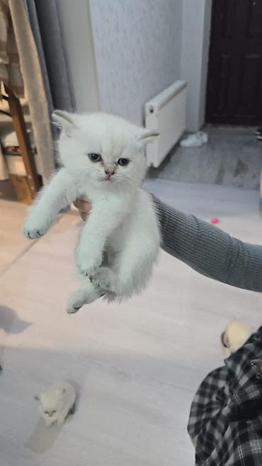 Britan, Erkək, Dişi, Yaxşı əllərə, Ünvandan götürmə, Ödənişli çatdırılma