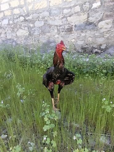 kend toyuqlari satisi: Məhsul: Uzunboylu, atletik quruluşlu xoruz (oyun tipli) Satılır ünvan — 4
