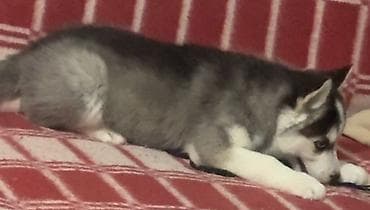 ucuz keci: Xaski, 3 ay, Dişi, Peyvəndli, Ünvandan götürmə — 4