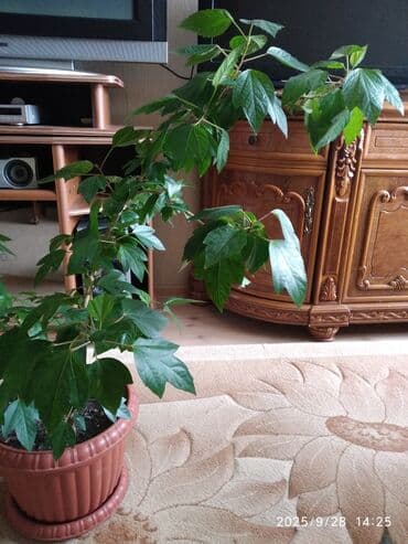 продажа комнатных растений: Çin qızılgülü — 2