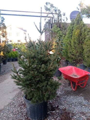 sumax ağacı: Yeni il şamları Pixta və Kremlovski təbii şamlar dibçəkdə topdan en — 14