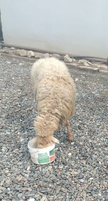 Akvariumlar: Cavan qoyundu qısırdı — 2