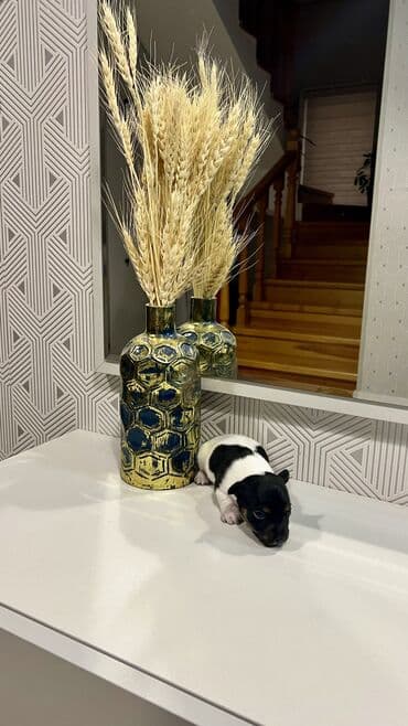 bala it satışı: Cek rassel teryer, Dişi, Ünvandan götürmə — 10