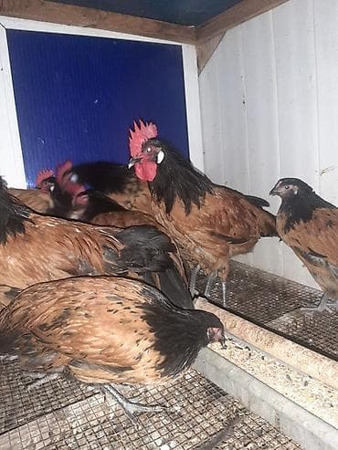 kend toyuqu: Temiz qan Forvek cinsili hryvanlar satiwa cixardilib.Alman — 2